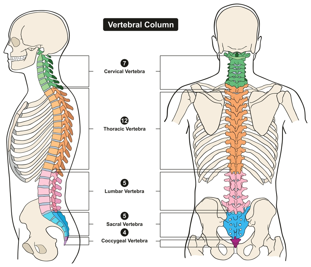Anatomy of the spine