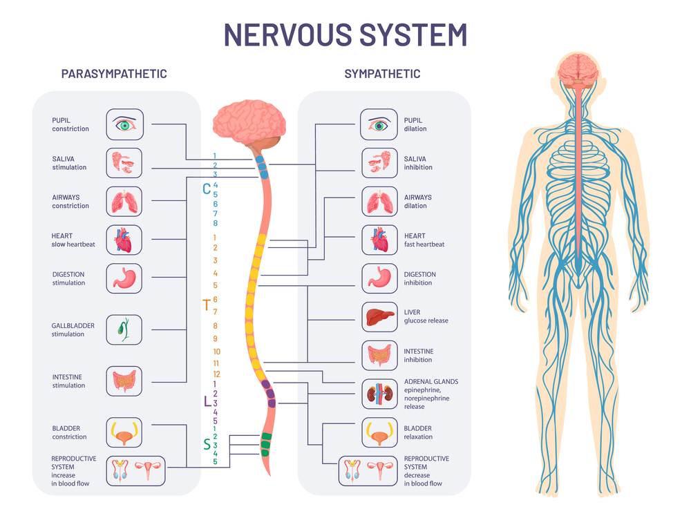 Sympathetic and Parasympathetic Nervous System