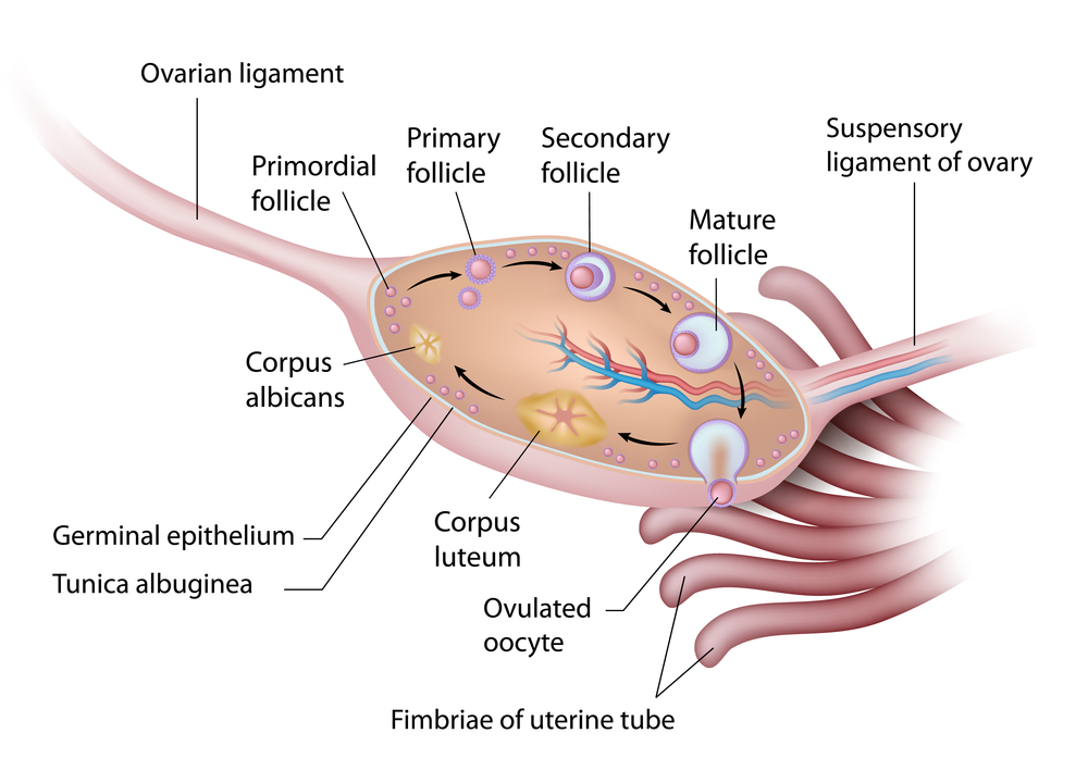 Physiology of the Penis